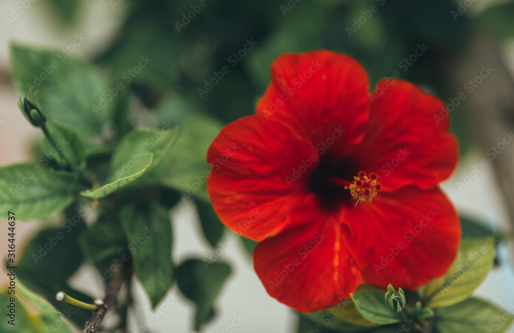 Hawaiian red hibiscus stock photo