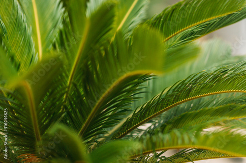 Green palm leaves background photo