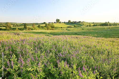 landscape wildflowers   large field and sky landscape in the village  purple flowers wildlife