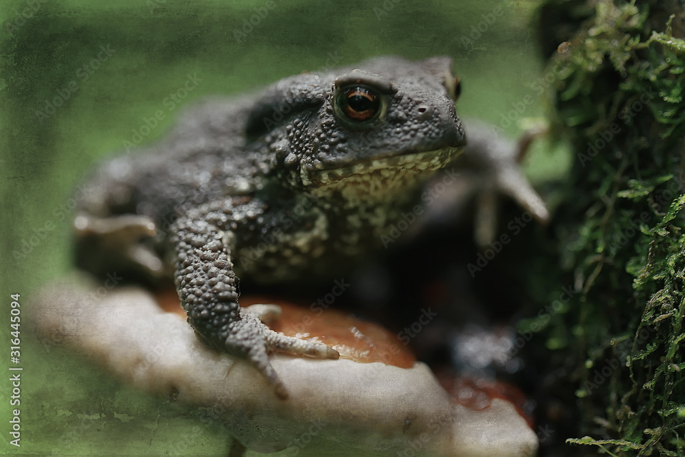 toad in the forest macro / amphibian, reptile in the forest, wildlife animal frog in the forest toad in the forest macro / amphibian, reptile in the forest, wildlife animal frog in the forest