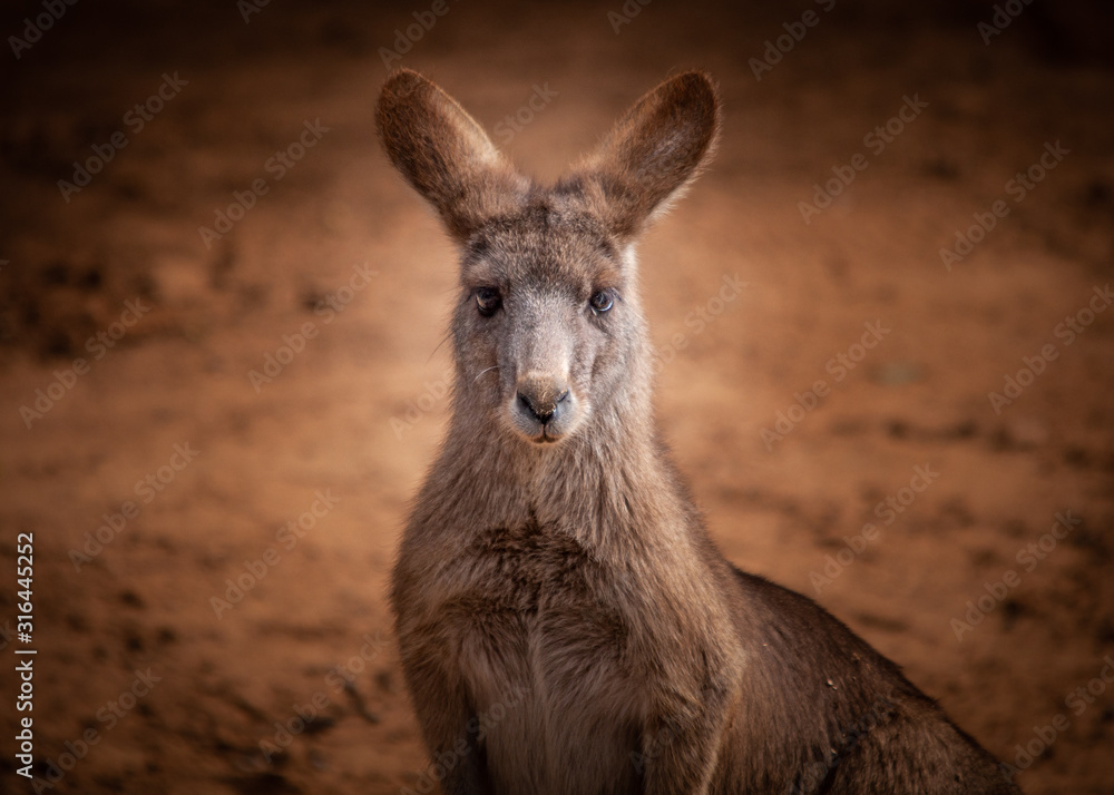 Fototapeta premium kangaroo from australia saved during the forest fire 2020