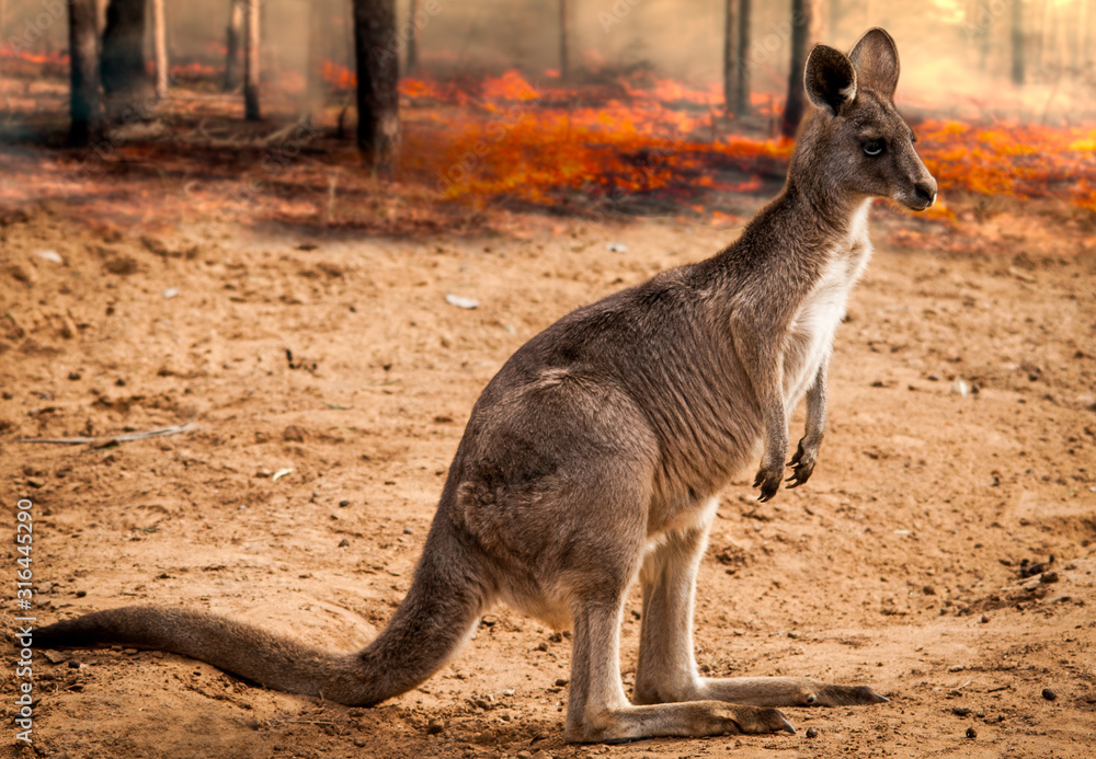 baby kangaroos from australia saved during the forest fire 2020 baby kangaroos from australia saved during the forest fire 2020