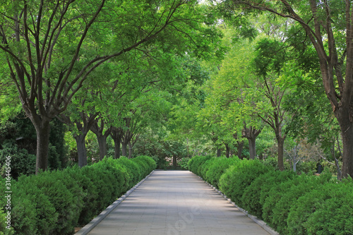 avenue in the park © YuanGeng