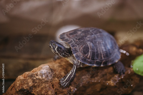River turtle sits on the stone
