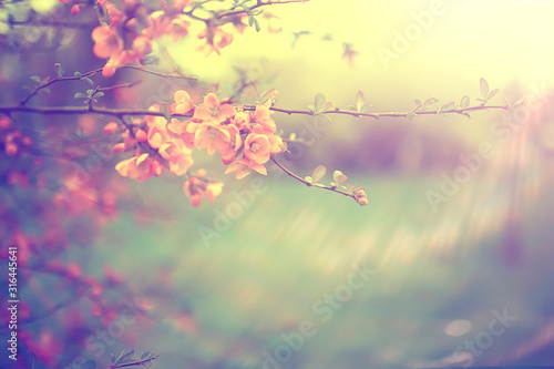 tender spring flowers background / beautiful picture of flowering branches © kichigin19