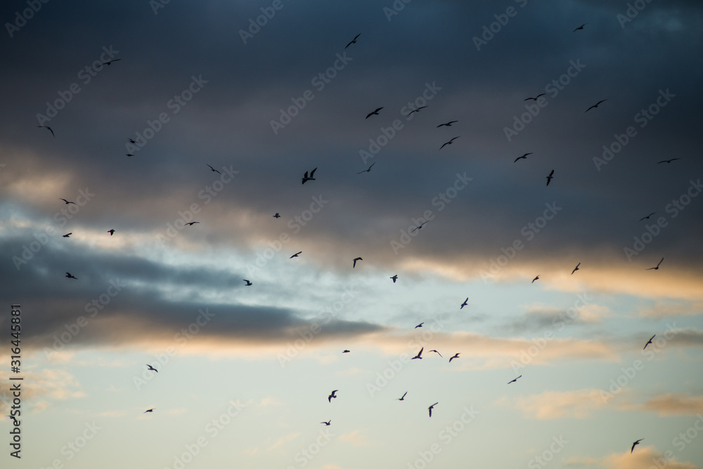 view of seagulls silhouettes on cloudy sky by sunset background