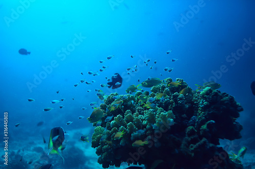underwater scene   coral reef  world ocean wildlife landscape