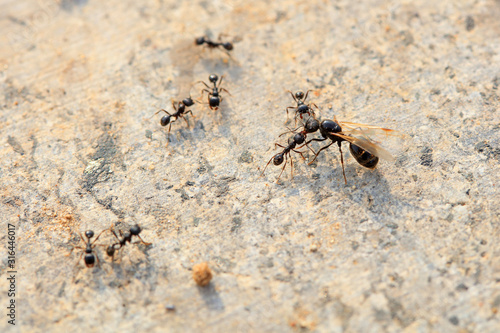 Ants fight each other © YuanGeng