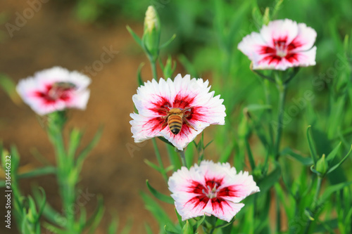 Pink flowers in the garden