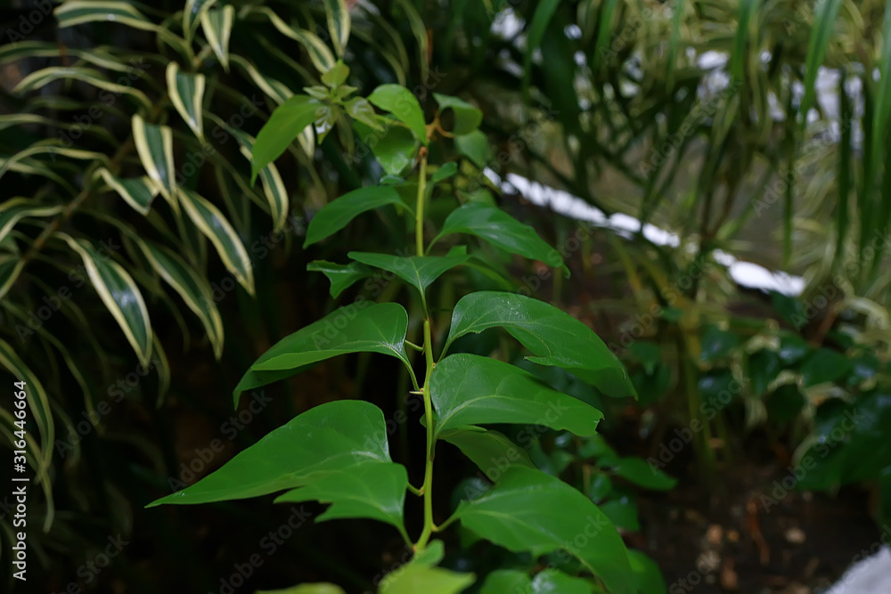 Obraz premium tropical green leaves background / abstract nature jungle rainforest background