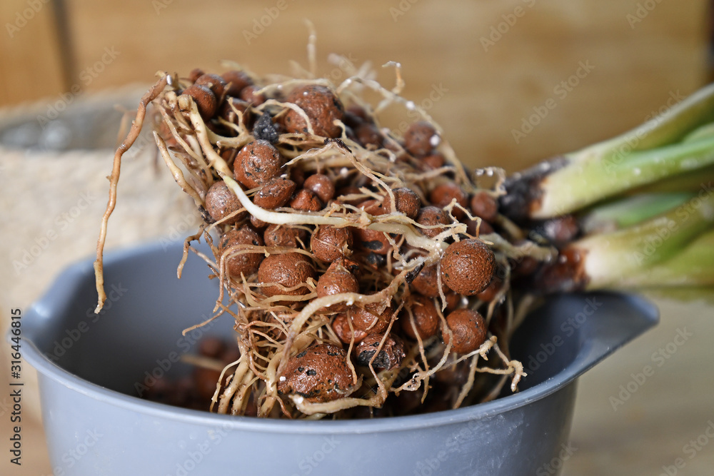 Foto de House plant with well grown roots in expanded clay pellets ...