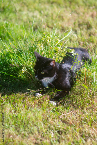 Chat noir et blanc allongé  dans l'herbe. Black and white cat lying in the grass. photo