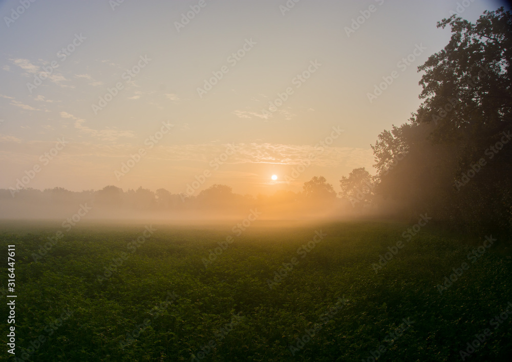Fototapeta premium Feld bei Nebel