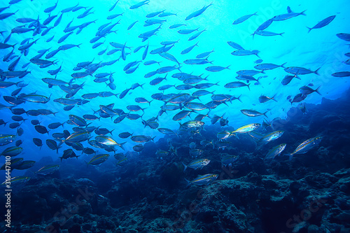 Fototapeta Naklejka Na Ścianę i Meble -  scad jamb under water / sea ecosystem, large school of fish on a blue background, abstract fish alive
