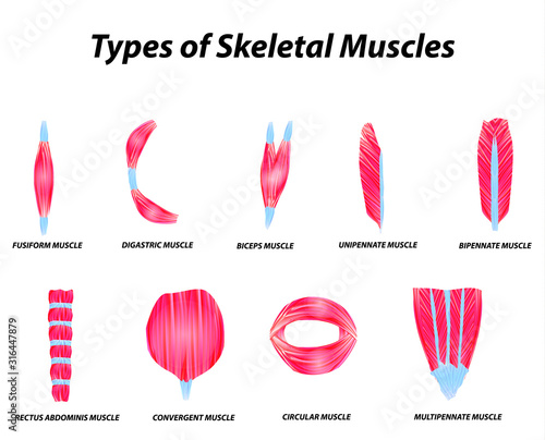 The anatomical structure of skeletal muscles. Infographic. Vector illustration on isolated background.