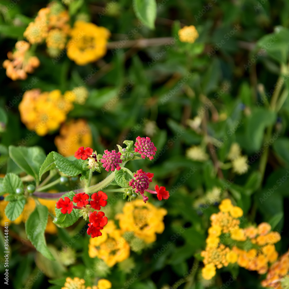 Lantana, a colorful and beautiful flowering species, commonly known as the Spanish flag for its red and yellow colors Lantana, a colorful and beautiful flowering species, commonly known as the Spanish flag for its red and yellow colors
