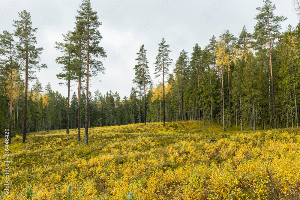Autumn landscape. Yellow field and sky. Autumn landscape. Yellow field and sky.