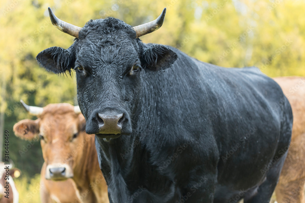 Naklejka premium Black and brown cows come close to yellow autumn colors in green grassy