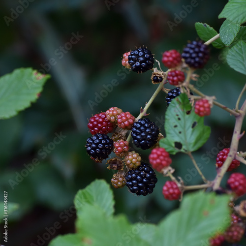 Black and red mulberries in a forest bramble