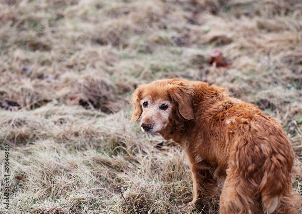 Obraz premium old red dog walking in the alley at winter day