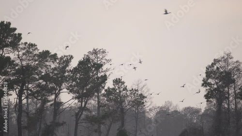 Migratory ducks and waterfowl take flight in the Pocosin Lakes Wildlife Refuge in Eastern North Carolina photo