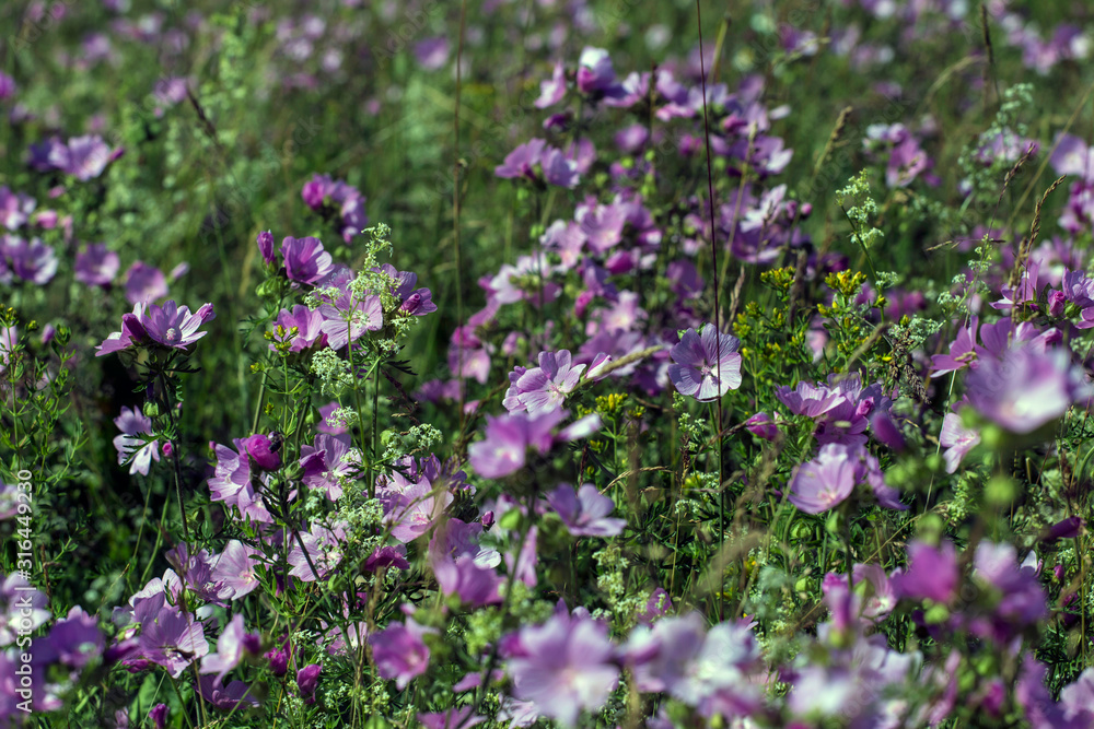 Malva sylvestris is a species of the mallow in the family of Malvaceae Malva sylvestris is a species of the mallow in the family of Malvaceae