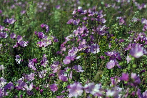 Malva sylvestris is a species of the mallow in the family of Malvaceae