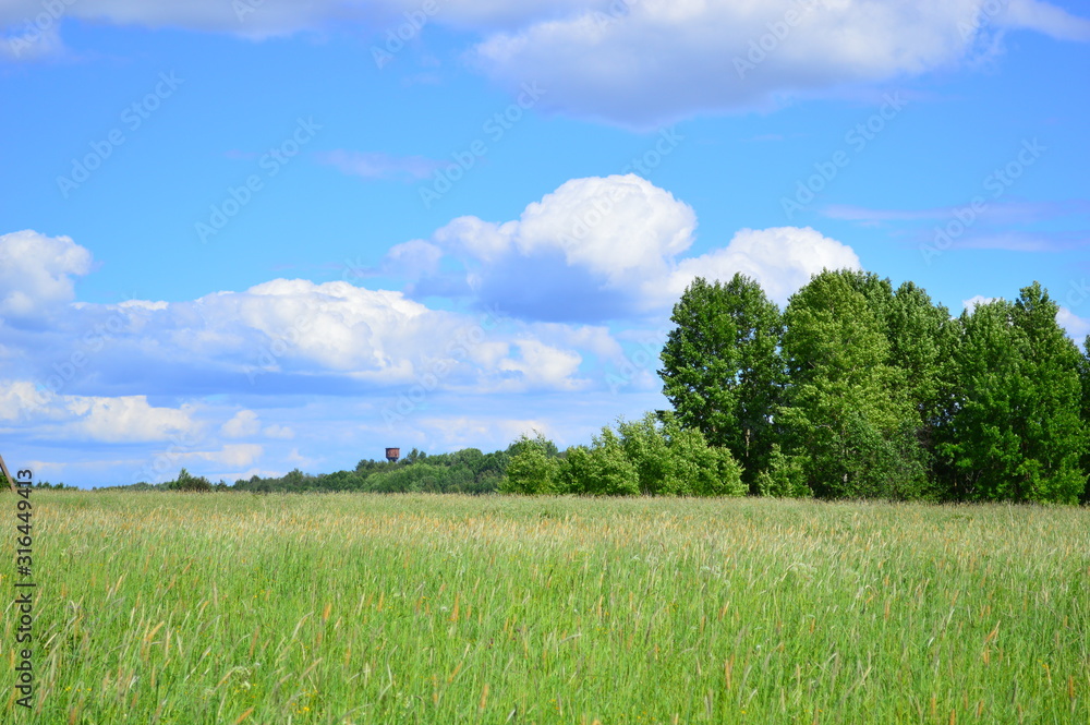 Fototapeta premium green field and blue sky