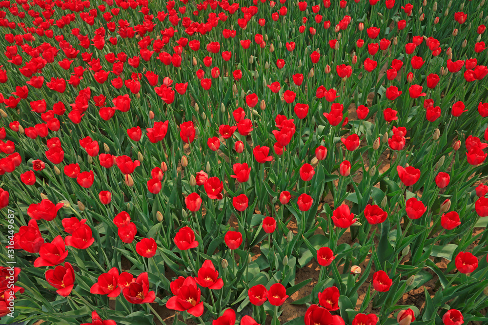 Tulips flowers in the garden