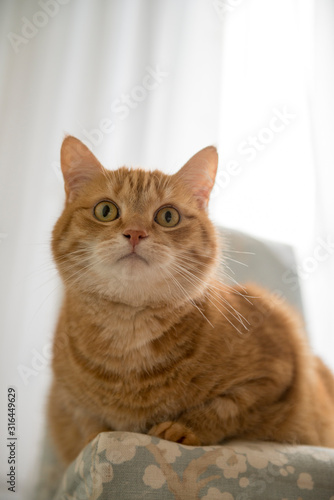 Funny red cat in cozy home atmosphere. Lying tabby ginger cat. Looking ginger cat, sitting onthe chair. Pleased orange cat sitting on the chair and having a rest at home