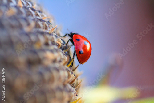 Macro of ladybug on a blade of grass in the morning sun