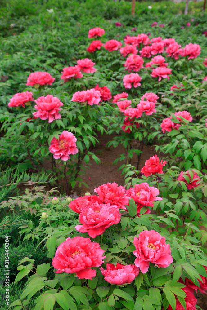peony flowers in the park