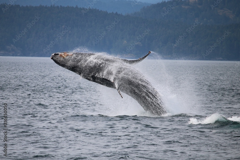 Obraz premium Humpback Whale
