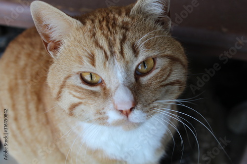Wallpaper Mural closeup portrait of a cat Torontodigital.ca