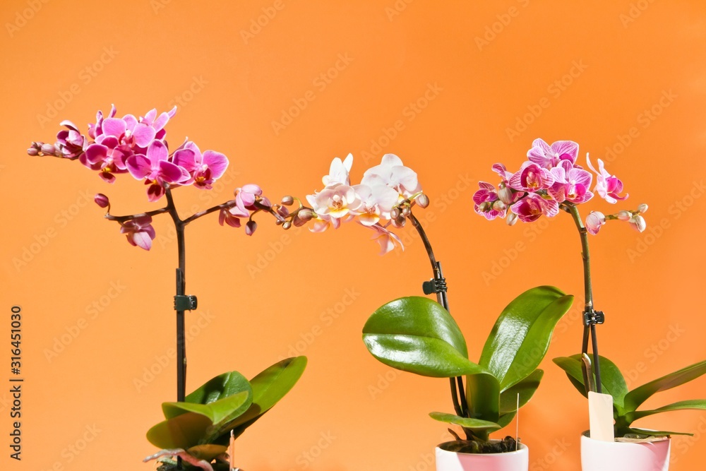 beautiful flowerpot houseplant orchid, Phalaenopsis sp., different sizes and colors of decorative flowers in studio on orange colorful free space background