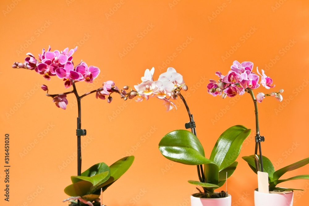 beautiful flowerpot houseplant orchid, Phalaenopsis sp., different sizes and colors of decorative flowers in studio on orange colorful free space background beautiful flowerpot houseplant orchid, Phalaenopsis sp., different sizes and colors of decorative flowers in studio on orange colorful free space background