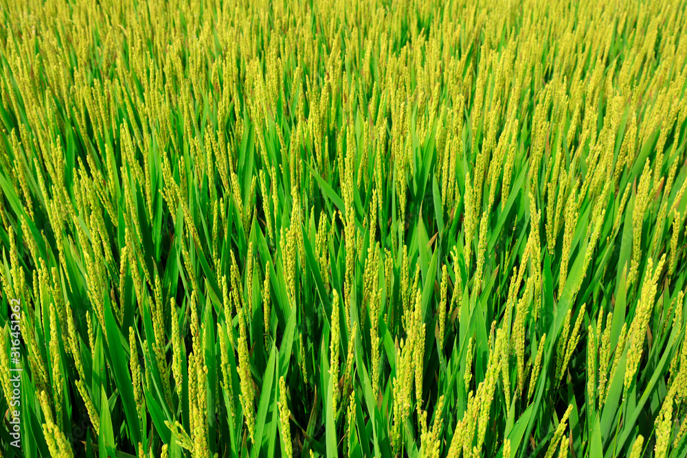 rice field