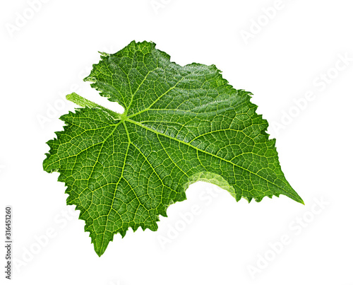 Cucumber leaf isolated on a white background