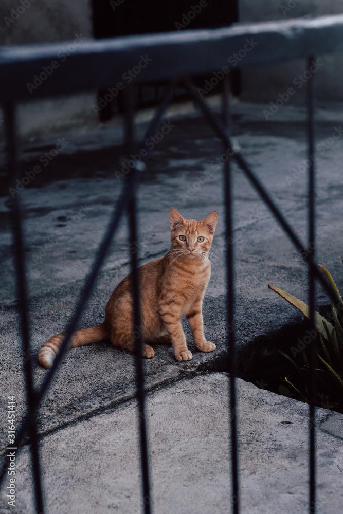 Obraz premium Gato amarillo sentado en la calle