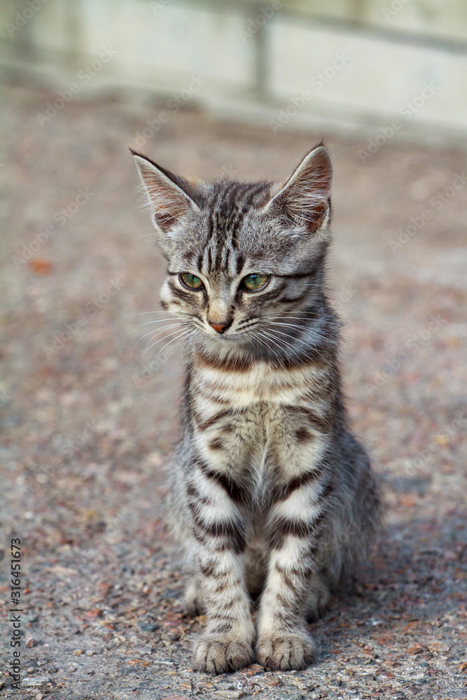 A lonely street hungry kitten of a beautiful tiger color of gray-black misses the street in search of a host and food