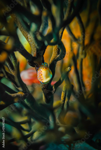 Flamingo tongue in a green porous sea rod coral photo