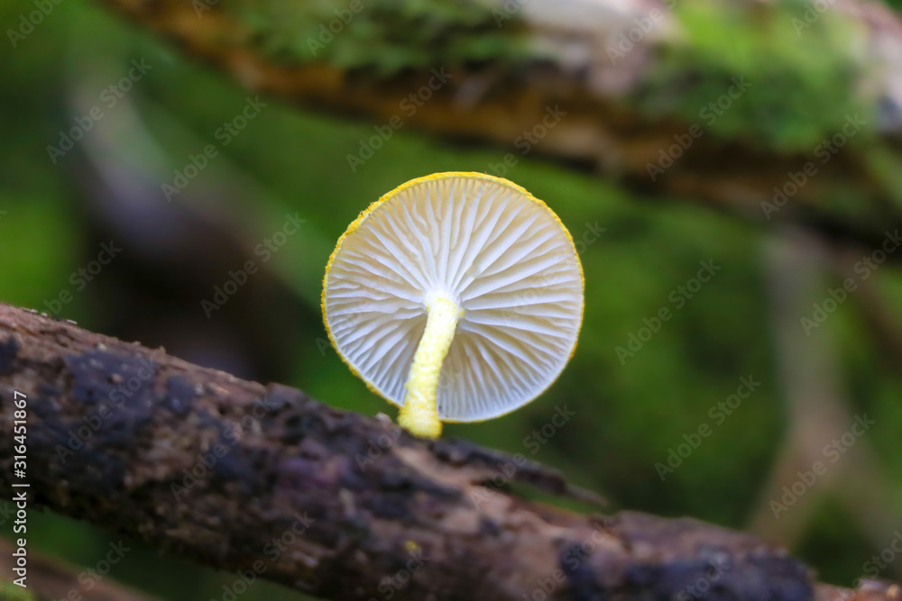 The gills of a yellow mushroom (Cyptotrama asprata) growing on a log The gills of a yellow mushroom (Cyptotrama asprata) growing on a log