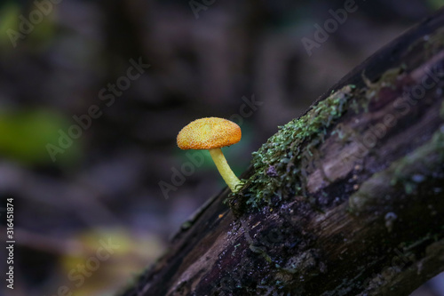 Bright yellow mushroom (Cyptotrama asprata) growing on a log