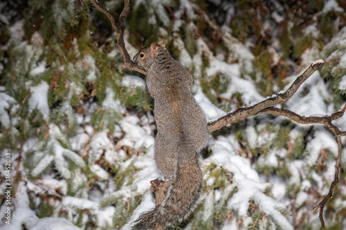 Squirrel. Eastern gray squirrel in the snow, natural scene from wisconsin