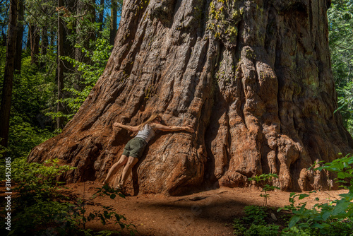Woman hugging a giant Sequoia to show how big it really is by providing a scale