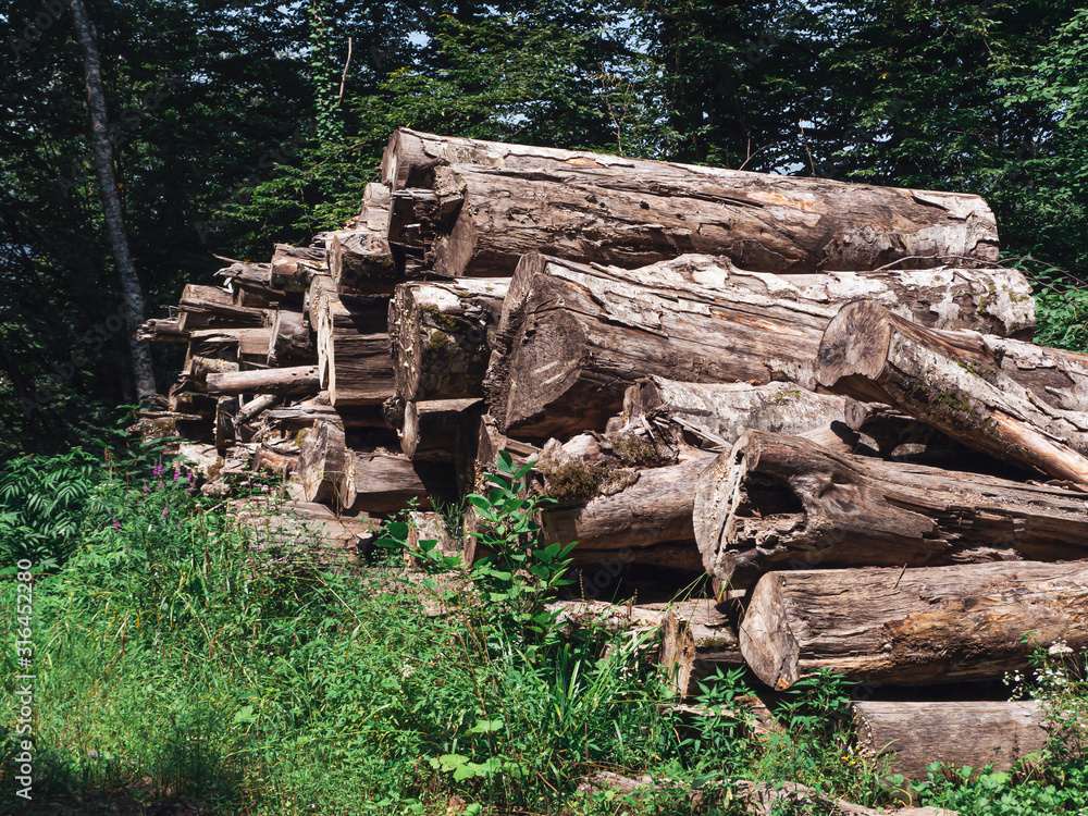 Logs in the forest. Sochi, Russia Logs in the forest. Sochi, Russia