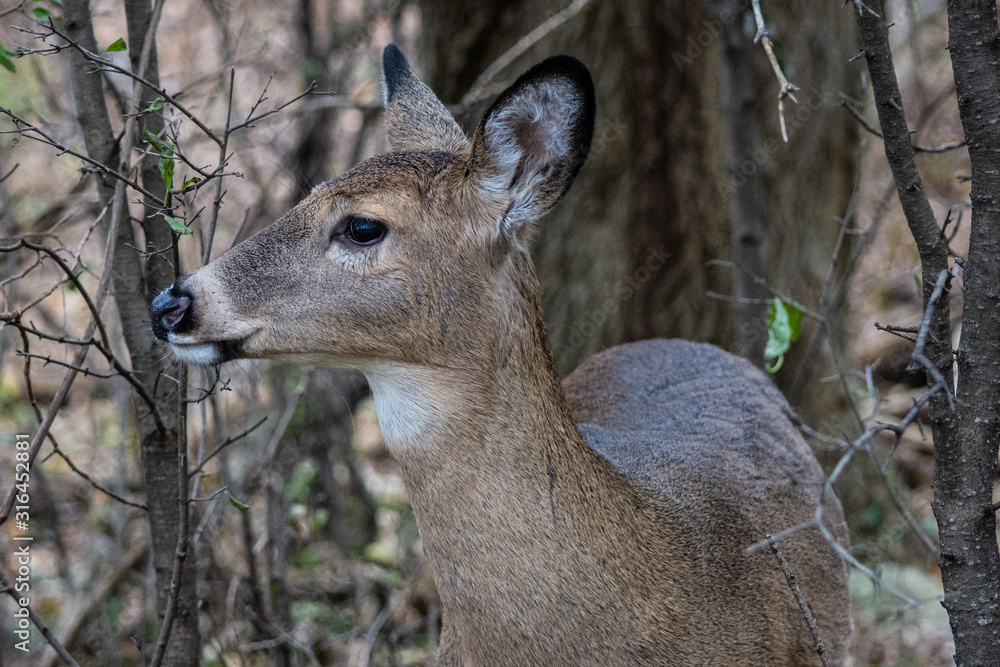 Whitetail deer profile
