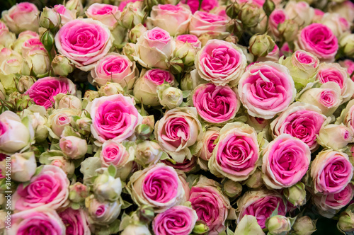Bouquet of beautiful white and pink bicolor roses