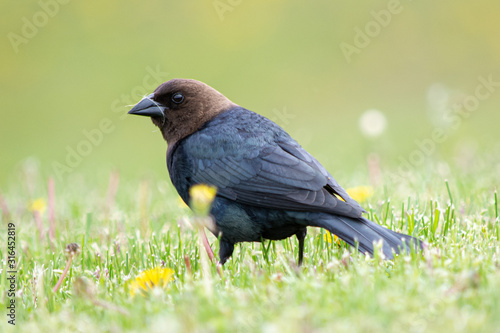 Brown-headed cowbird portrait