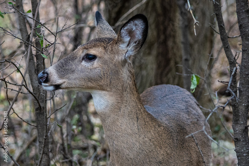 Whitetail deer profile